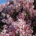 Syringa pubescens fleur
